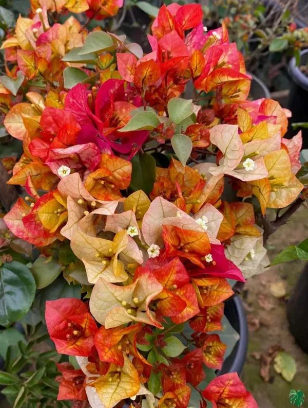 Golden_Chitra_Bougainvillea_Flower_Live_Plant