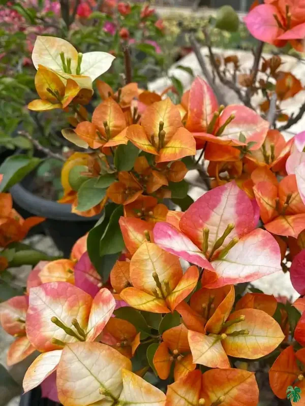 Golden_Chitra_Bougainvillea_Flower_Live_Plant