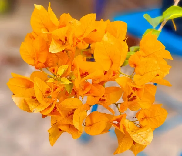 Moon_Light_Yellow_Bougainvillea_Flower_Live_Plant