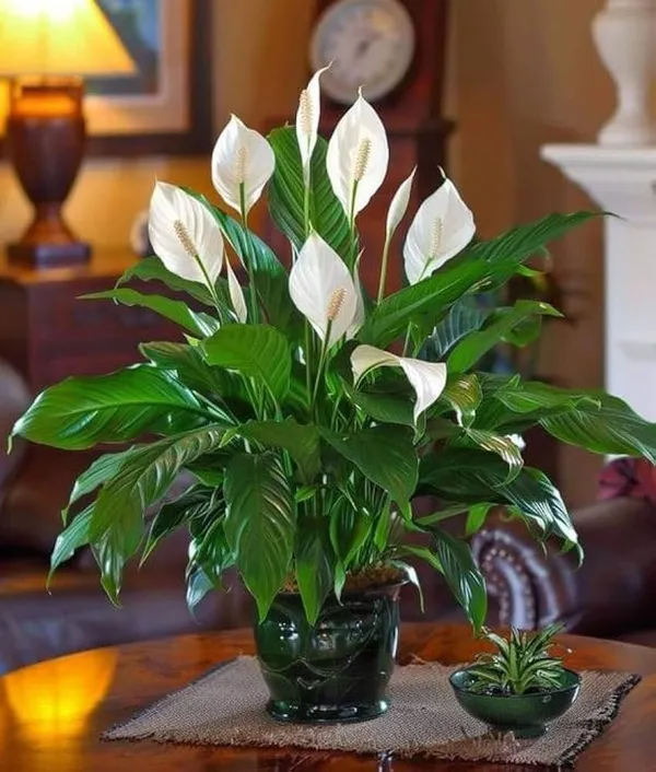 Real_Live_Decorative_Air_Purifying_Natural_White_Peace_Lily_Flower_Plant_Indoor_&_Outdoor_Suitable_Plant