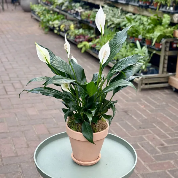 Real_Live_Decorative_Air_Purifying_Natural_White_Peace_Lily_Flower_Plant_Indoor_&_Outdoor_Suitable_Plant