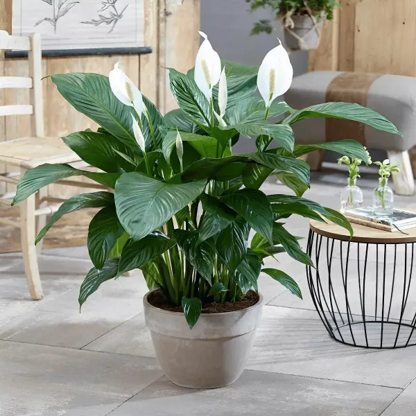 Real_Live_Decorative_Air_Purifying_Natural_White_Peace_Lily_Flower_Plant_Indoor_&_Outdoor_Suitable_Plant