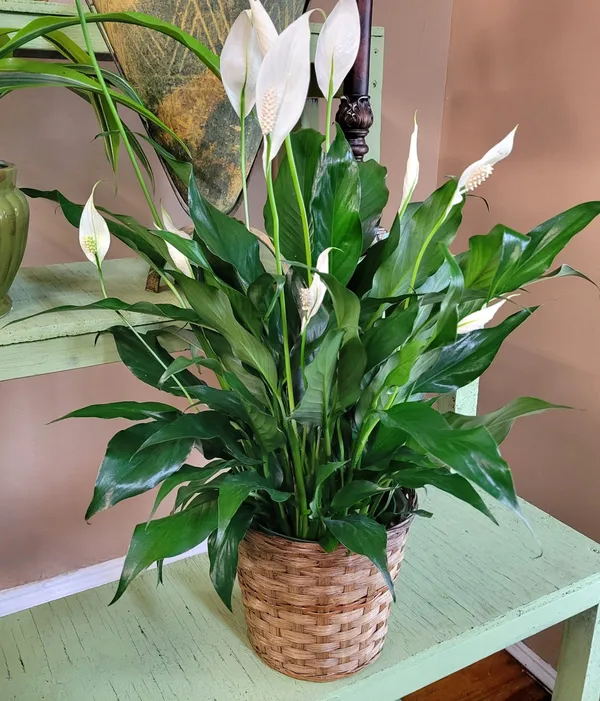 Real_Live_Decorative_Air_Purifying_Natural_White_Peace_Lily_Flower_Plant_Indoor_&_Outdoor_Suitable_Plant