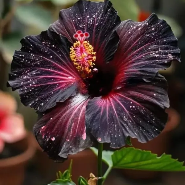 Australian_Variety_Hibiscus_Flower_Plant