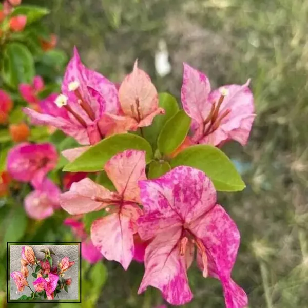 Black_Monalisa_Bougainvillea_Flower_Live_Plant