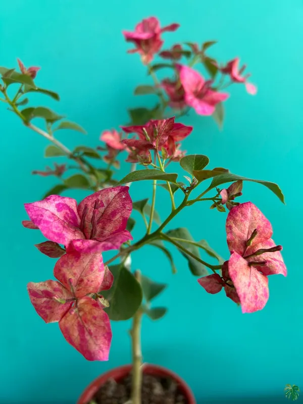 Black_Monalisa_Bougainvillea_Flower_Live_Plant