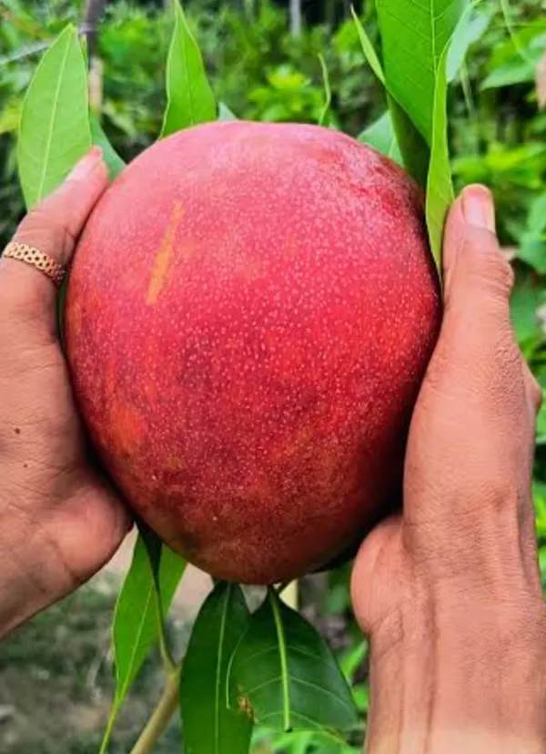 Super_Yearly_Hong_Zhu_Mango_Grafted_Fruit_Plant