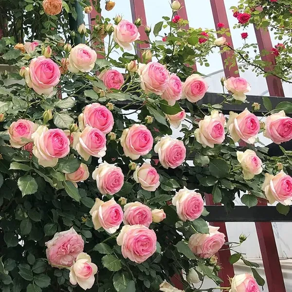 Climbing_Rose_Flower_Live_Hybrid_Plant