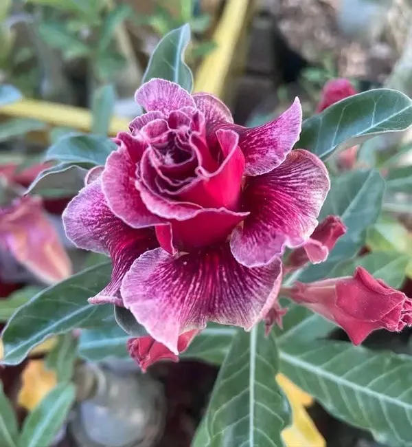 Adenium_Hybrid_Flower_Live_Plant