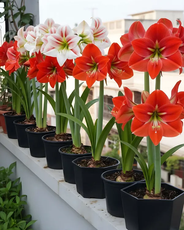 Amaryllis_Lily_Flower_Live_Plant_Bulb_Multicolour
