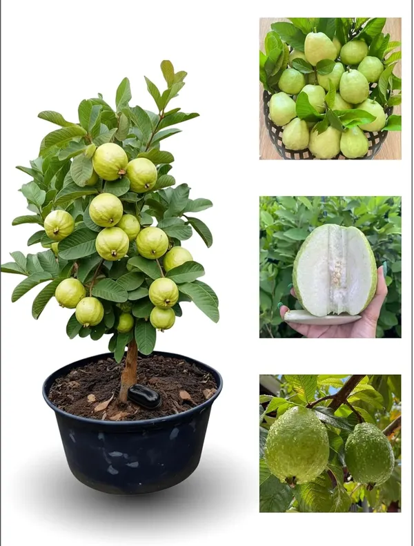 Thai_Guava_Sweet_Amrud_Hybrid_Fruit_Air_Learning_Plant