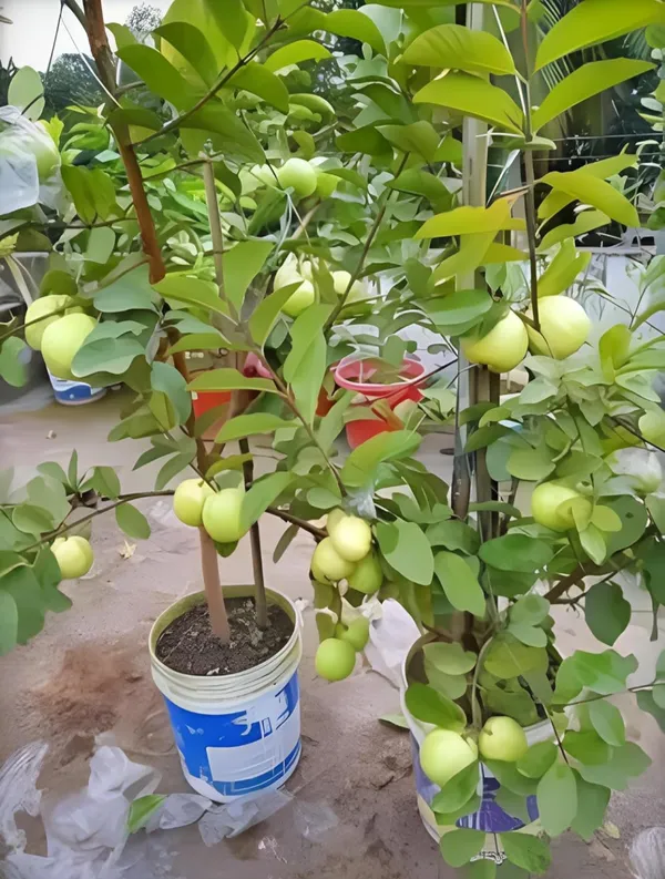 Thai_Guava_Sweet_Amrud_Hybrid_Fruit_Air_Learning_Plant
