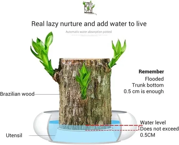Brazilian_Lucky_Wood_Plant_Indoor_Plant
