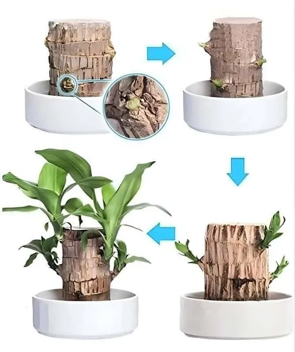 Brazilian_Lucky_Wood_Plant_Indoor_Plant