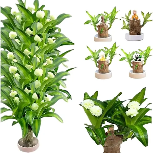 Brazilian_Lucky_Wood_Plant_Indoor_Plant