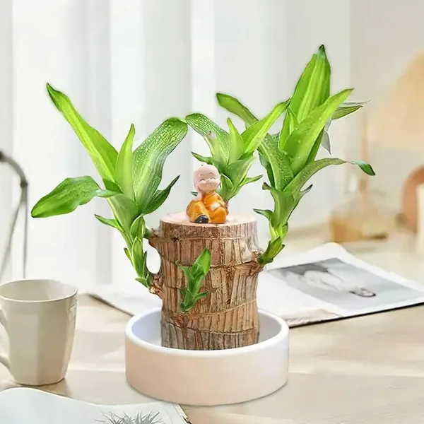 Brazilian_Lucky_Wood_Plant_Indoor_Plant