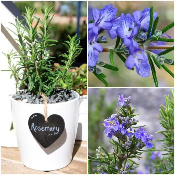 Rosemary_Herb_Plant_Indoor_&_Outdoor_Live_Plant