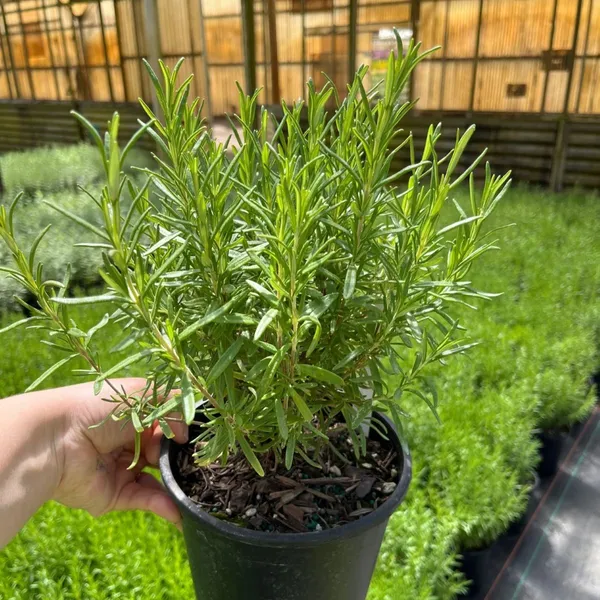 Rosemary_Herb_Plant_Indoor_&_Outdoor_Live_Plant
