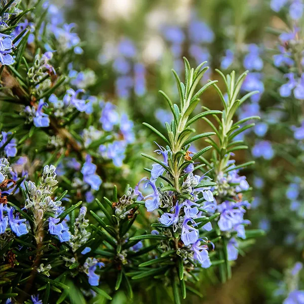 Rosemary_Herb_Plant_Indoor_&_Outdoor_Live_Plant