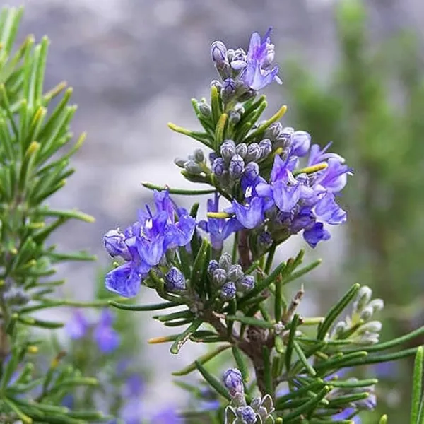 Rosemary_Herb_Plant_Indoor_&_Outdoor_Live_Plant