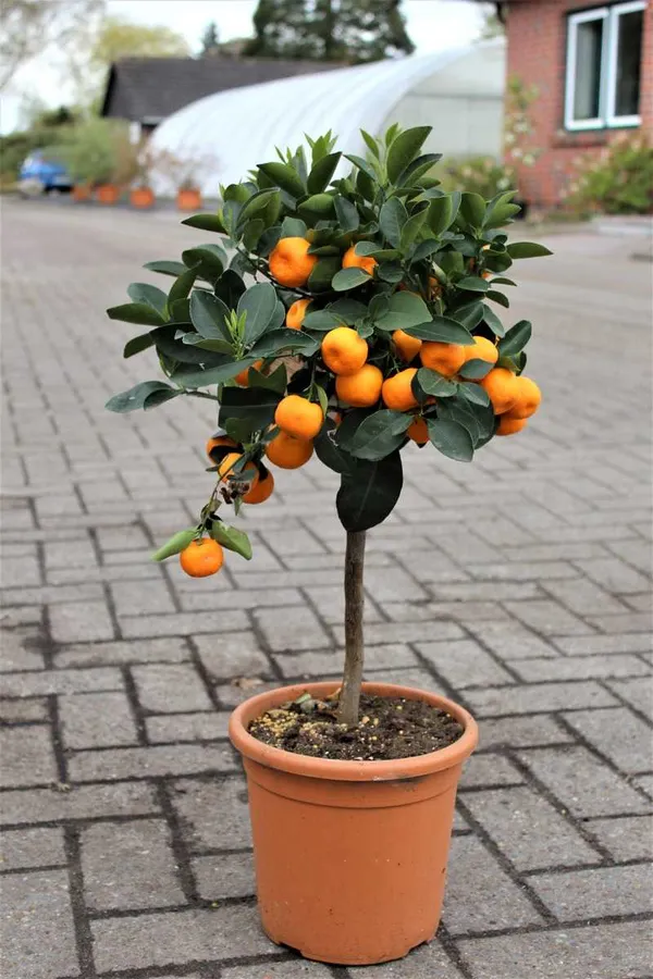 Chinese_Sweet_Orange_Santra_Grafted_Hybrid_Fruit_Plant_For_Your_Balcony_And_Home_Garden_Healthy_Live_Plant