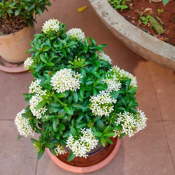 Multi_Colour_Ixora_Rugmini_Flower_Live_Plant_Perfect_For_Your_Balcony_And_Home_Garden_Healthy_Live_Plant_Combo_Plant