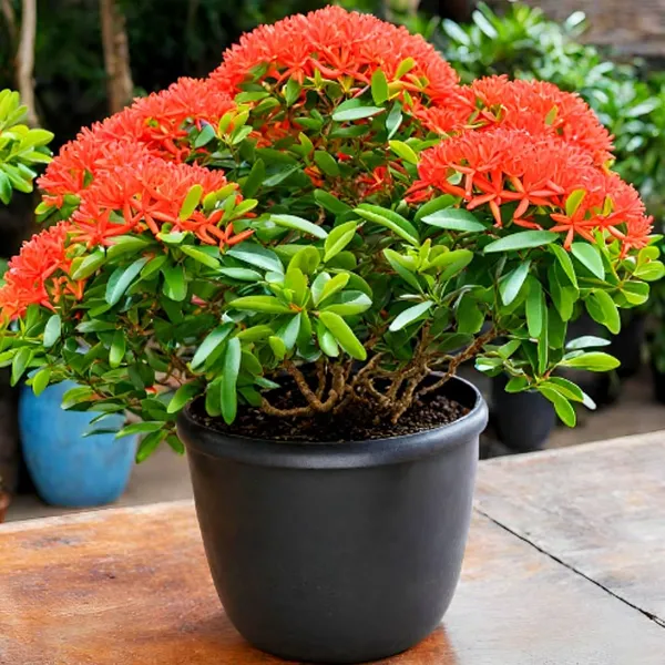 Multi_Colour_Ixora_Rugmini_Flower_Live_Plant_Perfect_For_Your_Balcony_And_Home_Garden_Healthy_Live_Plant_Combo_Plant