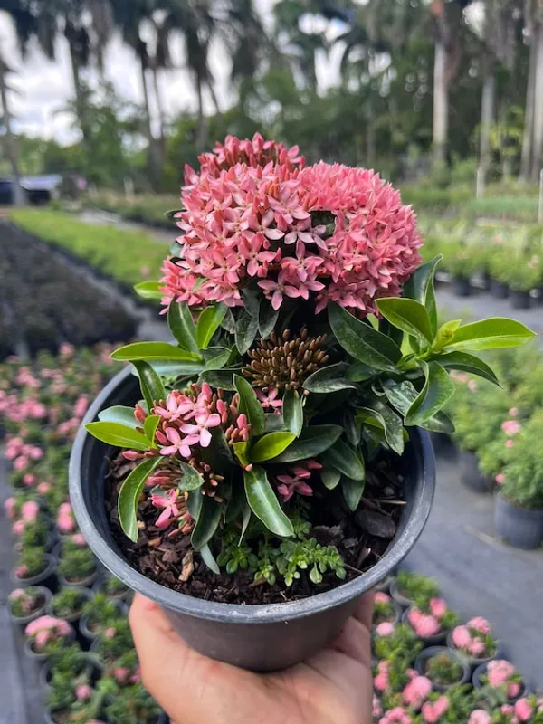 Multi_Colour_Ixora_Rugmini_Flower_Live_Plant_Perfect_For_Your_Balcony_And_Home_Garden_Healthy_Live_Plant_Combo_Plant