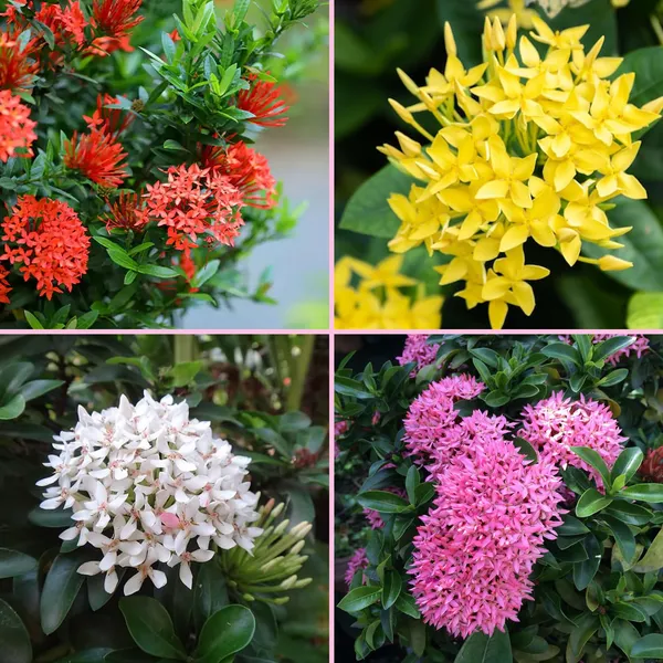 Multi_Colour_Ixora_Rugmini_Flower_Live_Plant_Perfect_For_Your_Balcony_And_Home_Garden_Healthy_Live_Plant_Combo_Plant