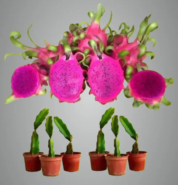 Red_Dragon_Fruit_Hybrid_Plant