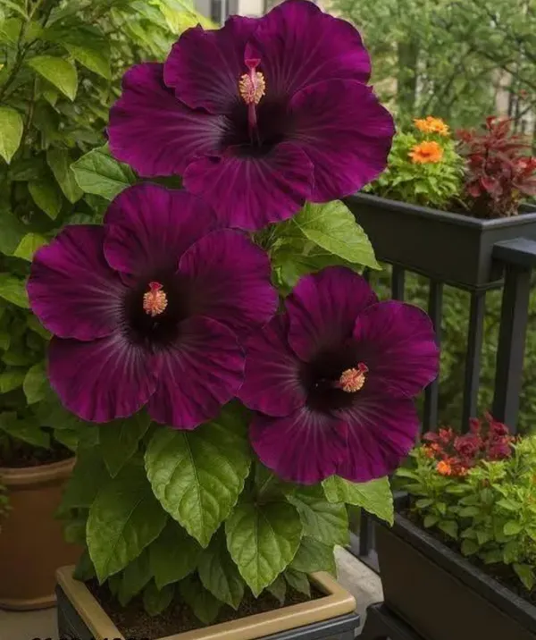 Dark_Purple_Colour_Hibiscus_Gudhal_Flowers_Live_Plant_Perfect_For_Your_Balcony_And_Home_Garden_Healthy_Live_Flowers_Plant