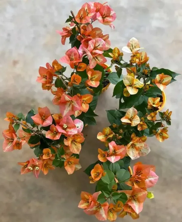 Golden_Sunshine_Bougainvillea_Flower_Plant