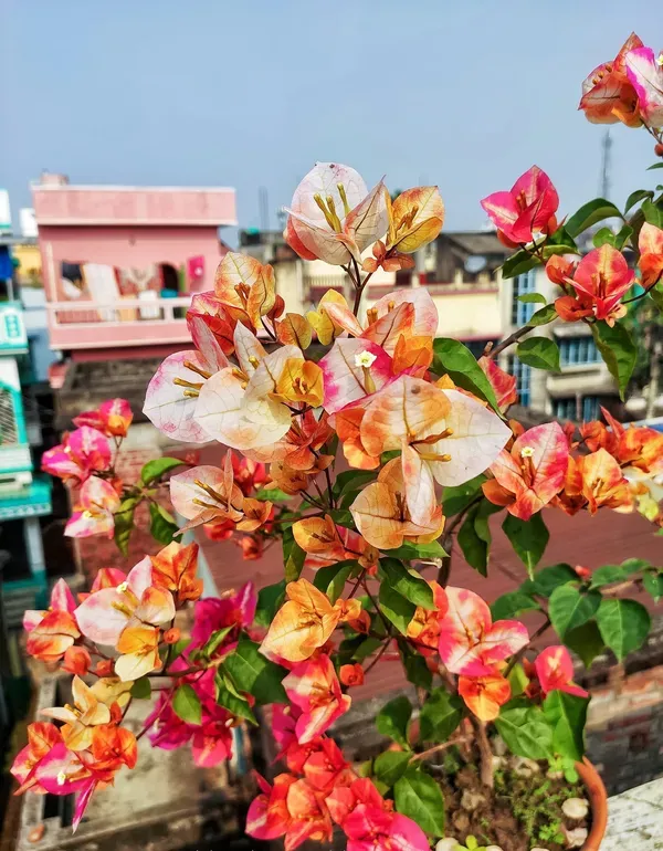 Golden_Sunshine_Bougainvillea_Flower_Plant