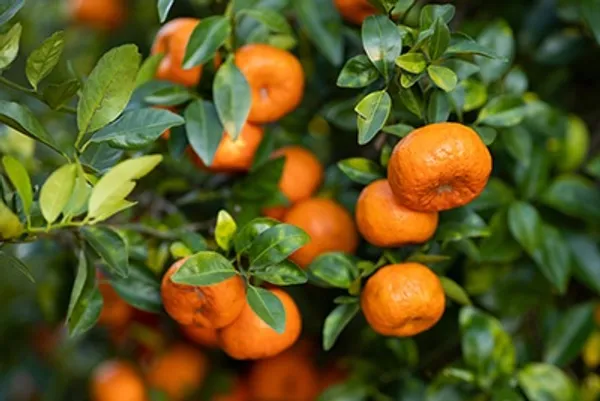 Chatoki_Orange_Santra_Grafted_Fruit_Plant