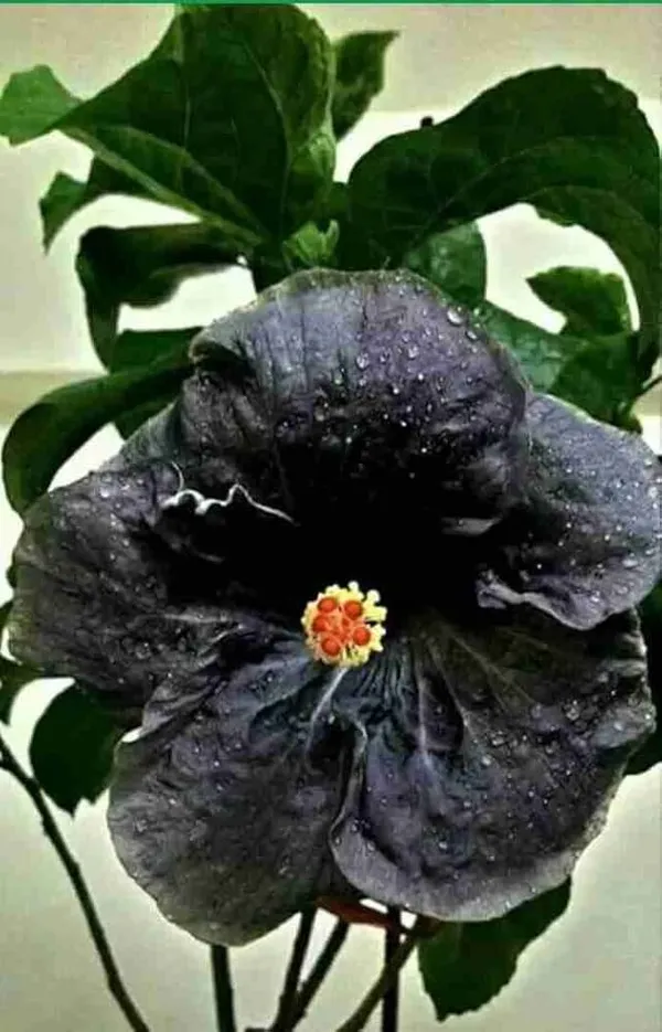 Rare_Black_Hibiscus_Flower_Plant