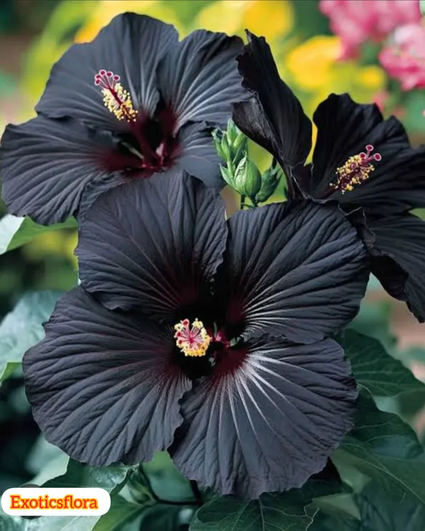 Exoticsflora Rare Black Hibiscus Flower Plant Price in India - Buy