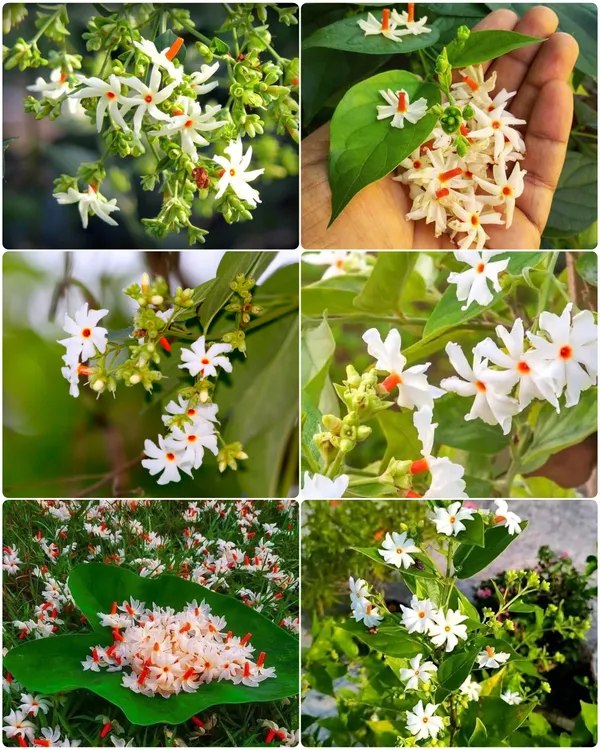All_Time_Parijat_Night_Flowering_Jasmine_Flower_Plant