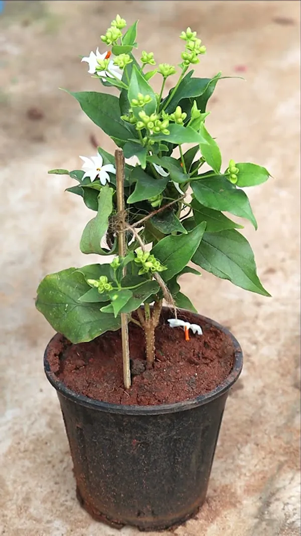 All_Time_Parijat_Night_Flowering_Jasmine_Flower_Plant