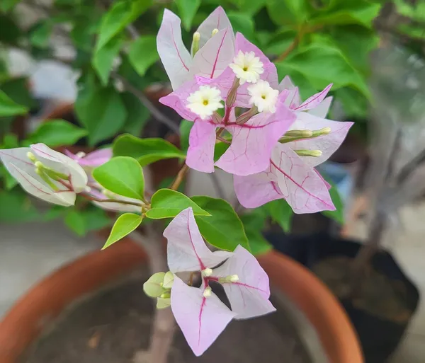 Chilli_Ice_Cream_Bougainvillea_Flower_Live_Plant