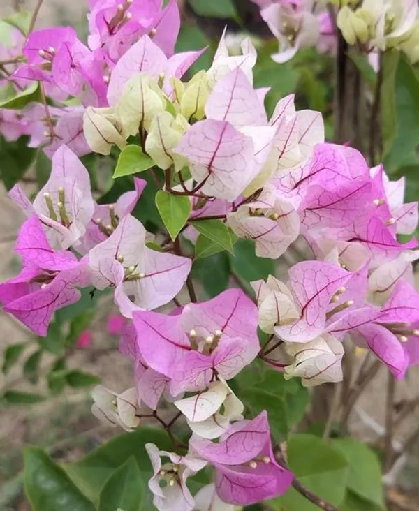 Chilli_Ice_Cream_Bougainvillea_Flower_Live_Plant