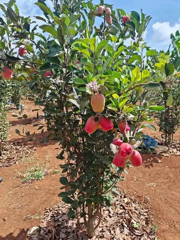Hot_Climate_Apple_Hr_99_Hybrid_Fruit_Plant