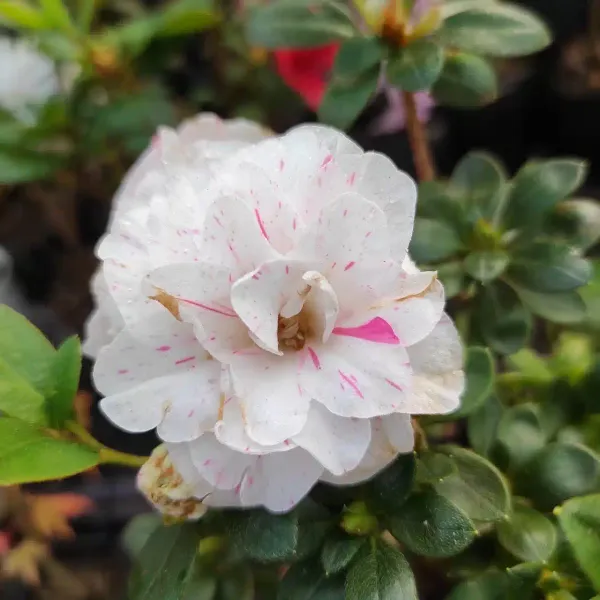 Azalea_Flower_Hybrid_Dwarf_Variety_Live_Plant