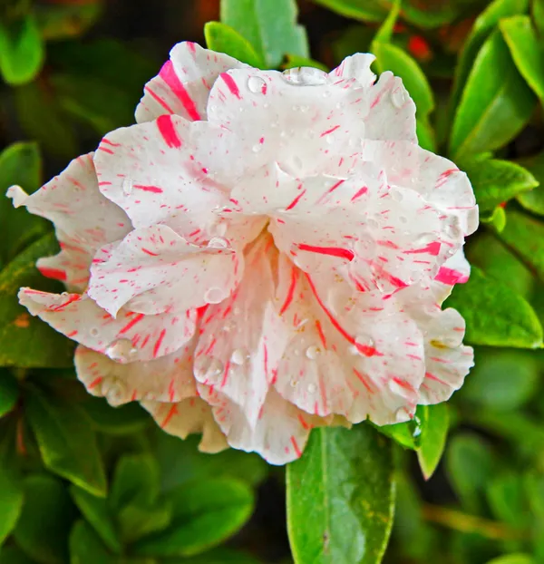 Azalea_Flower_Hybrid_Dwarf_Variety_Live_Plant
