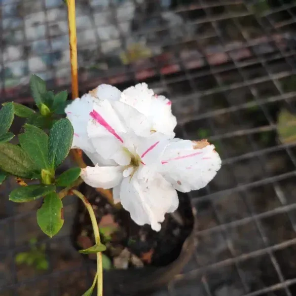 Azalea_Flower_Hybrid_Dwarf_Variety_Live_Plant