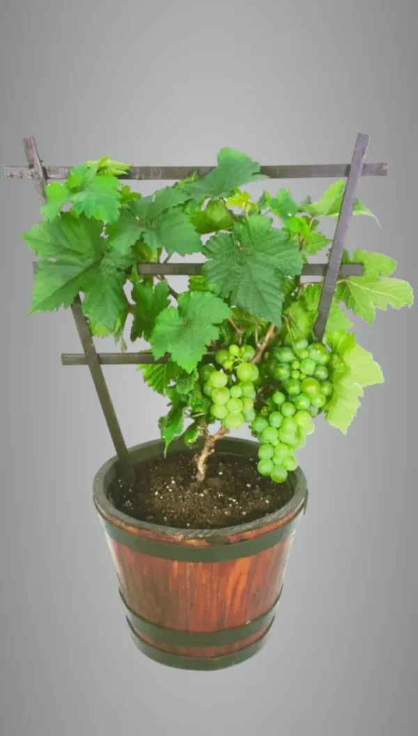 Thai_Varieties_Grapes_Hybrid_Air_Layering_Fruit_Plant