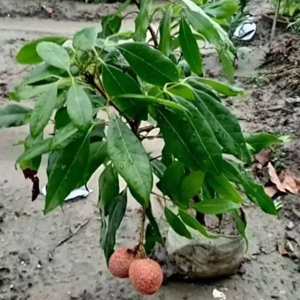 Bombai_Litchi_Hybrid_Fruit_Plant_Air_Layering_Grafted