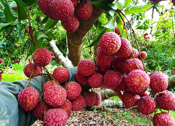 Bombai_Litchi_Hybrid_Fruit_Plant_Air_Layering_Grafted
