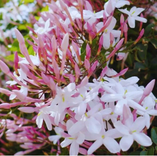 Star_Jasmine_Kunda_Flowering_Live_Plant