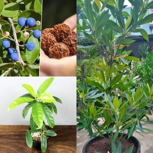 Rudraksha_Himalayan_Hybrid_Original_Plant