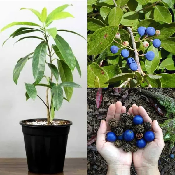 Rudraksha_Himalayan_Hybrid_Original_Plant